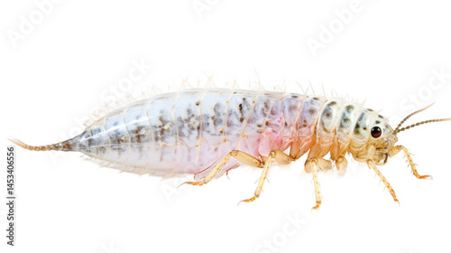 moth larvae isolated on white background