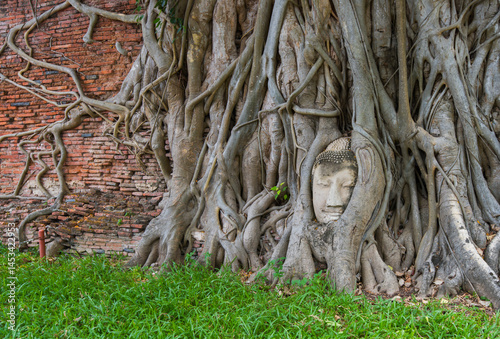 roots of a tree with buddha