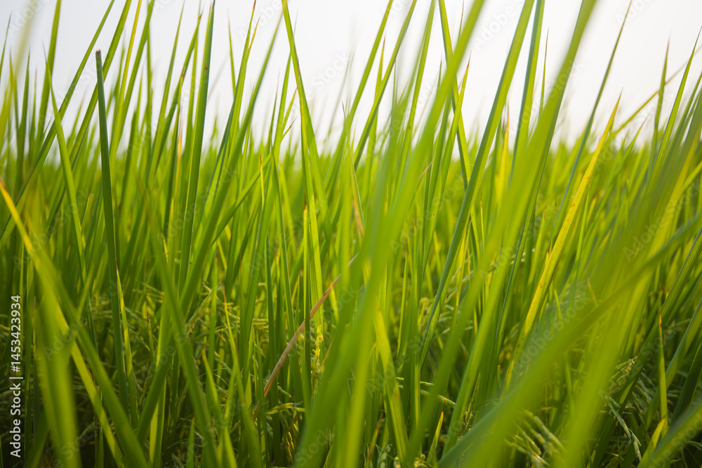 Obraz premium fresh green grass