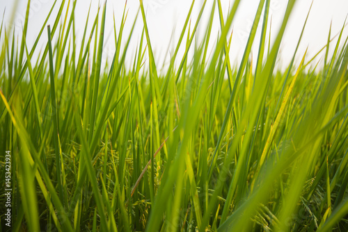 fresh green grass