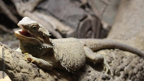 Animal portrait at the zoo
