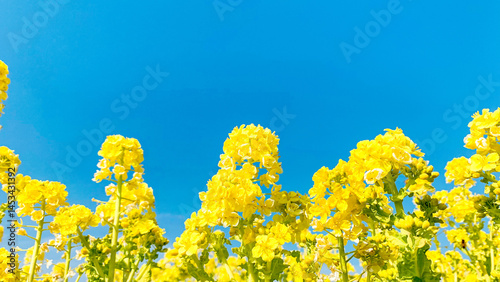 道の駅きららあじすの菜の花畑
