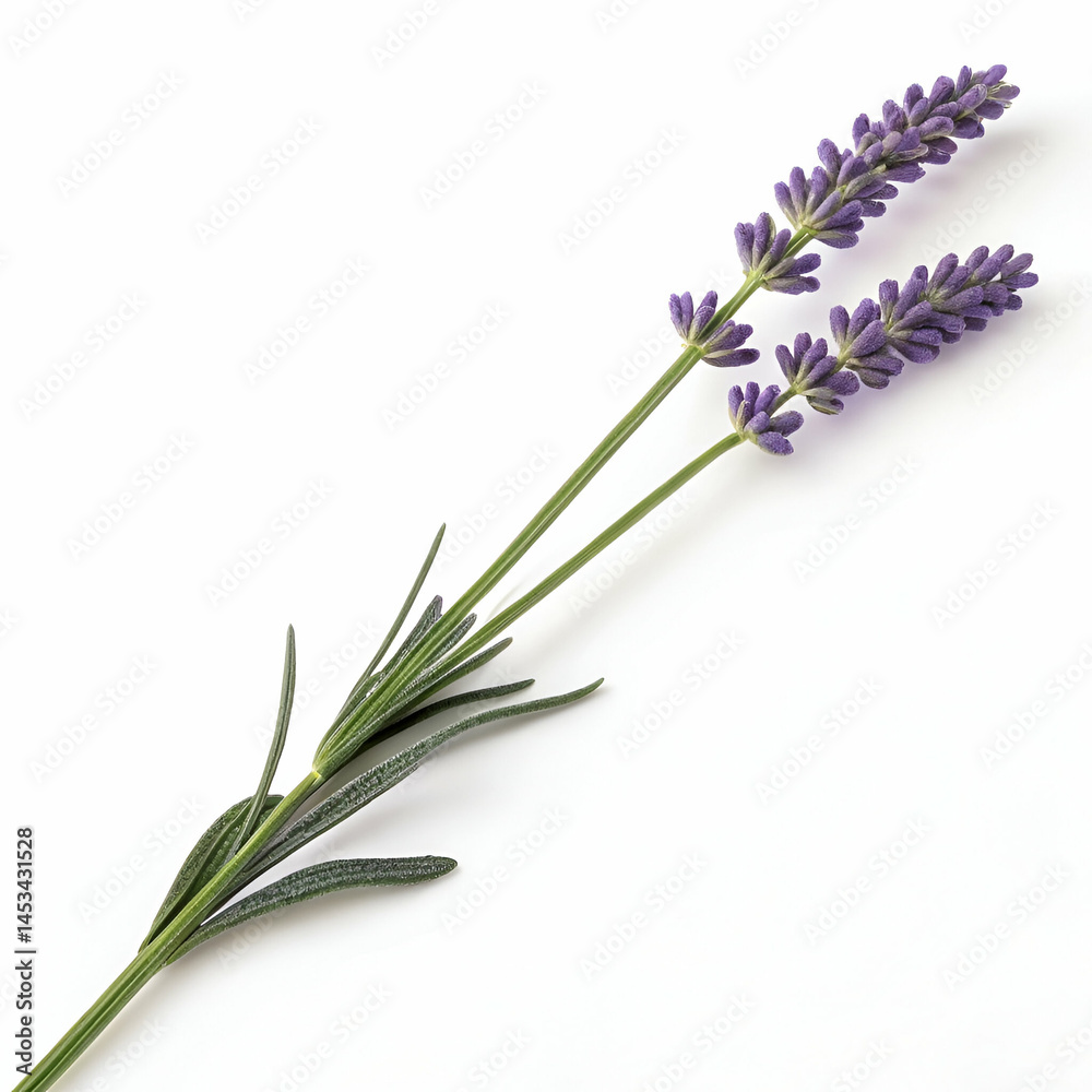 Fototapeta premium Lavender 3D rendered flower isolated on a white background with vibrant purple tones and detailed textures 