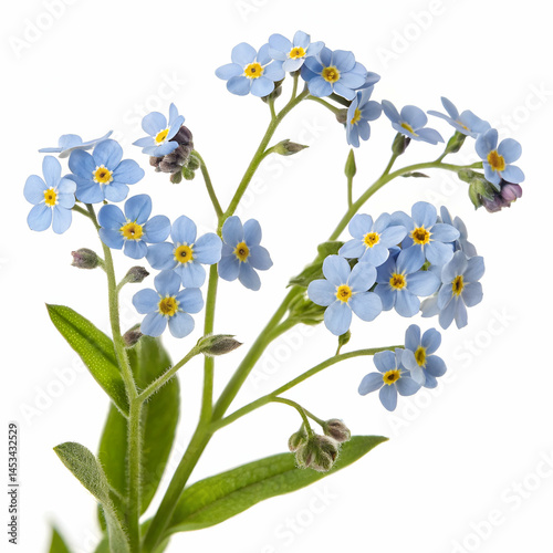 Forget-me-not 3D rendered flower delicately isolated on a white background with soft blue petals and realistic details
