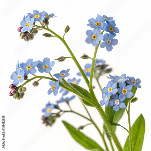Forget-me-not 3D rendered flower delicately isolated on a white background with soft blue petals and realistic details
