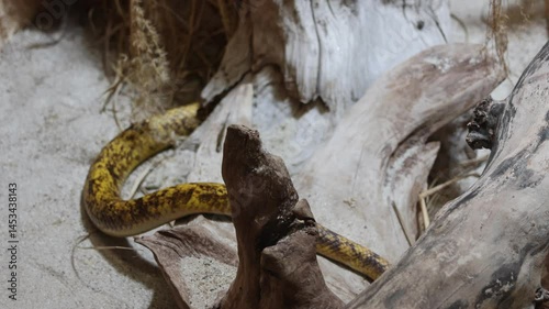 Animal portrait at the zoo