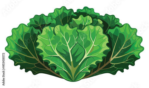 green cabbage isolated on white
