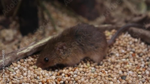 Animal portrait at the zoo