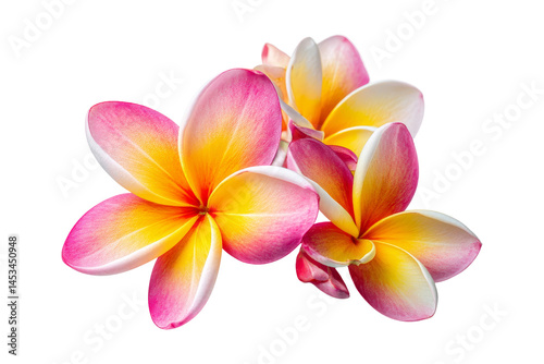 Vibrant plumeria flowers nature close-up