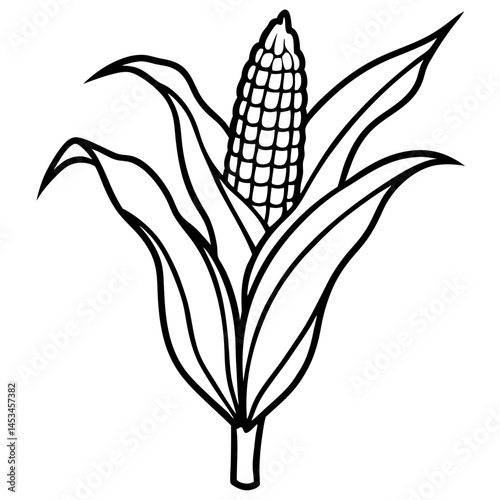 ear of corn