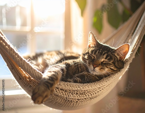 Hammock Cat Staring Outside
