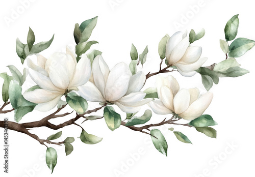 Fototapeta Naklejka Na Ścianę i Meble -  Elegant White Magnolia Branch