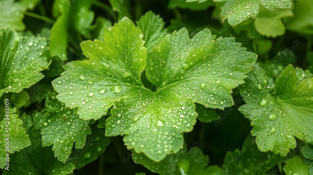 background image of close-up green leaves with fresh dewdrops, showcasing the beauty of nature, realistic style, soft lighting, fresh and calming atmosphere background image of close-up green leaves with fresh dewdrops, showcasing the beauty of nature, realistic style, soft lighting, fresh and calming atmosphere
