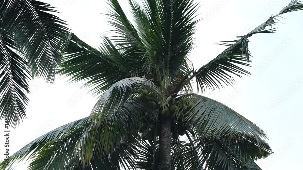 palm tree on a beautiful background	