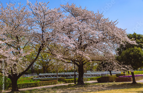 フラワーパーク　ソメイヨシノ桜1ｰ38 photo