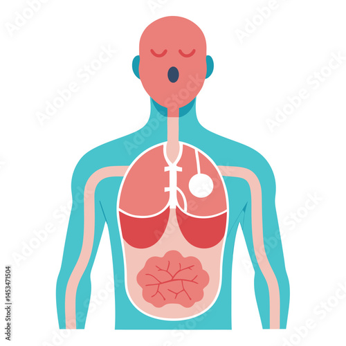 Cartoon person shows internal organs like lungs and intestines in soft color palette