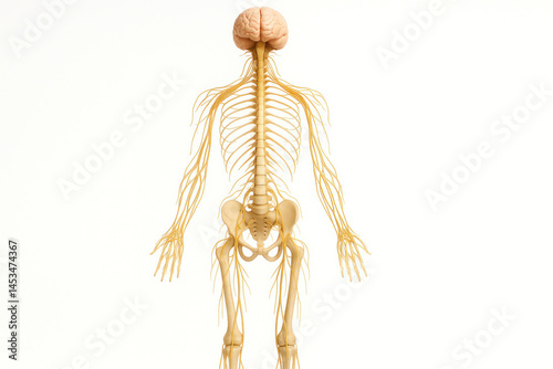 Human skeleton with major nerves exposed.