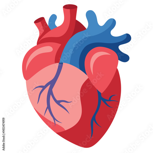 Detailed anterior view shows a stylized heart with blue and red veins on white