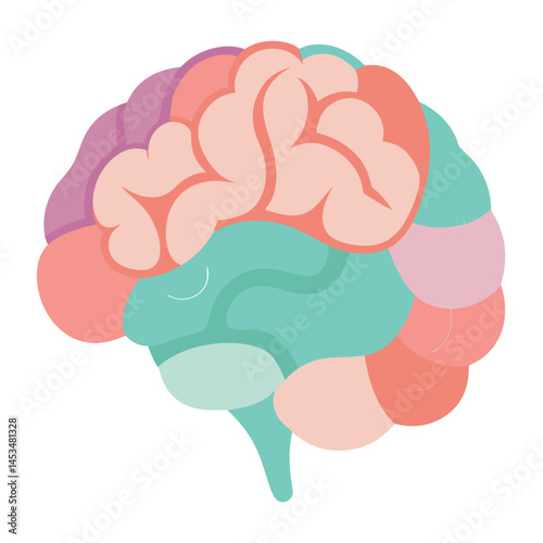Human brain illustration displays cerebral lobes in pastel colors on a transparent background