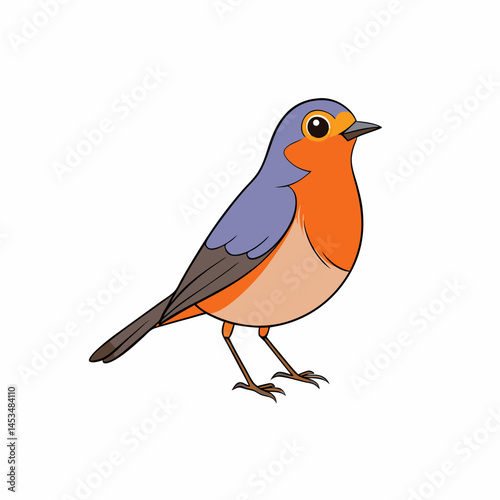 robin isolated on white