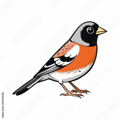 robin on a branch