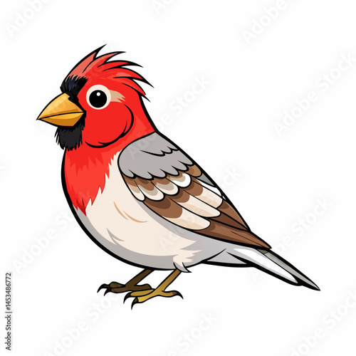 common redpoll white background