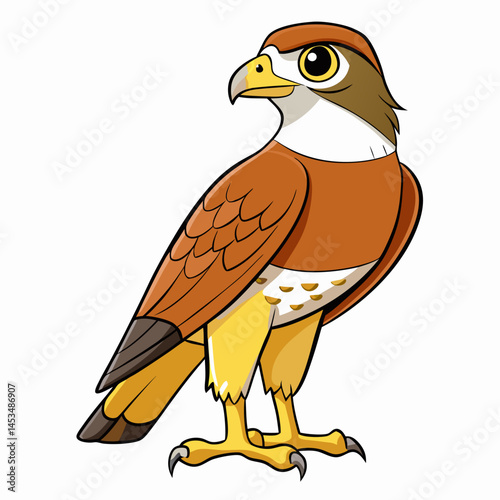 cooper s hawk white background.