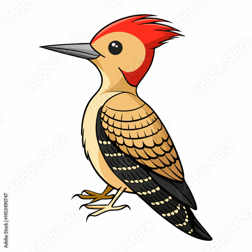  gila woodpecker white background