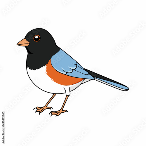  junco white background.