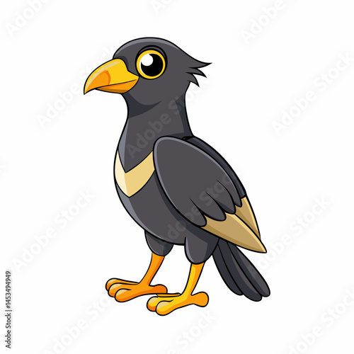 mynah bird  on a white background