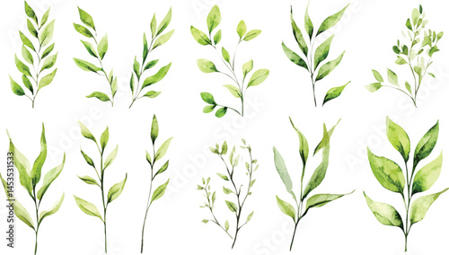 Green watercolor leaves on isolated background	