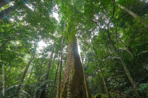 The Giant Krabak Tree of Taksin Maharat National Park: Thailand’s Towering Natural Wonder