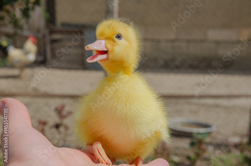 Small yellow goose on hand, goose chick