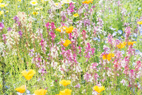 一斉に咲いた春の花たち