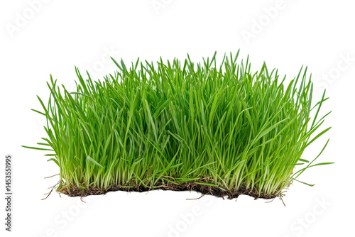The vibrant color of fresh green grass adds life and freshness to your garden or lawn