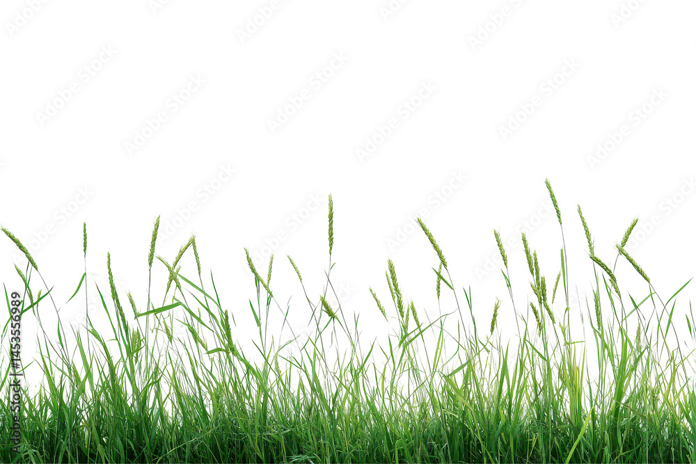 Fototapeta premium Grama grass wheat and triticale symbolize strong harvests and agricultural prosperity in farming themed content