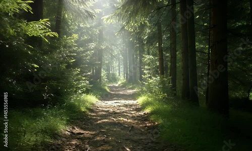 Walking Through Sunlit Forest Trail with Natural Light Streaming Through Trees