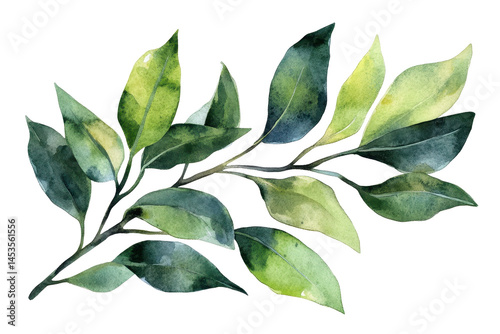 Green watercolor leaf illustration isolated on white background ideal for natural themed digital designs