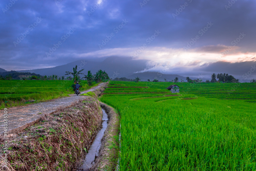 Fototapeta premium Beautiful morning view indonesia Panorama Landscape paddy fields with beauty color and sky natural light