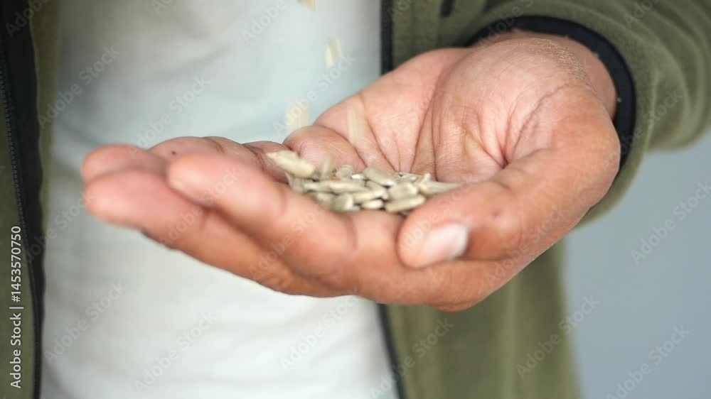 Handful of sunflower seeds closeup Handful of sunflower seeds closeup