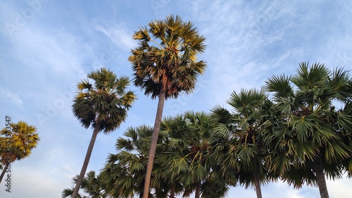 Tall palm trees with fan-shaped leaves under a clear blue sky create a tropical and peaceful atmosphere.