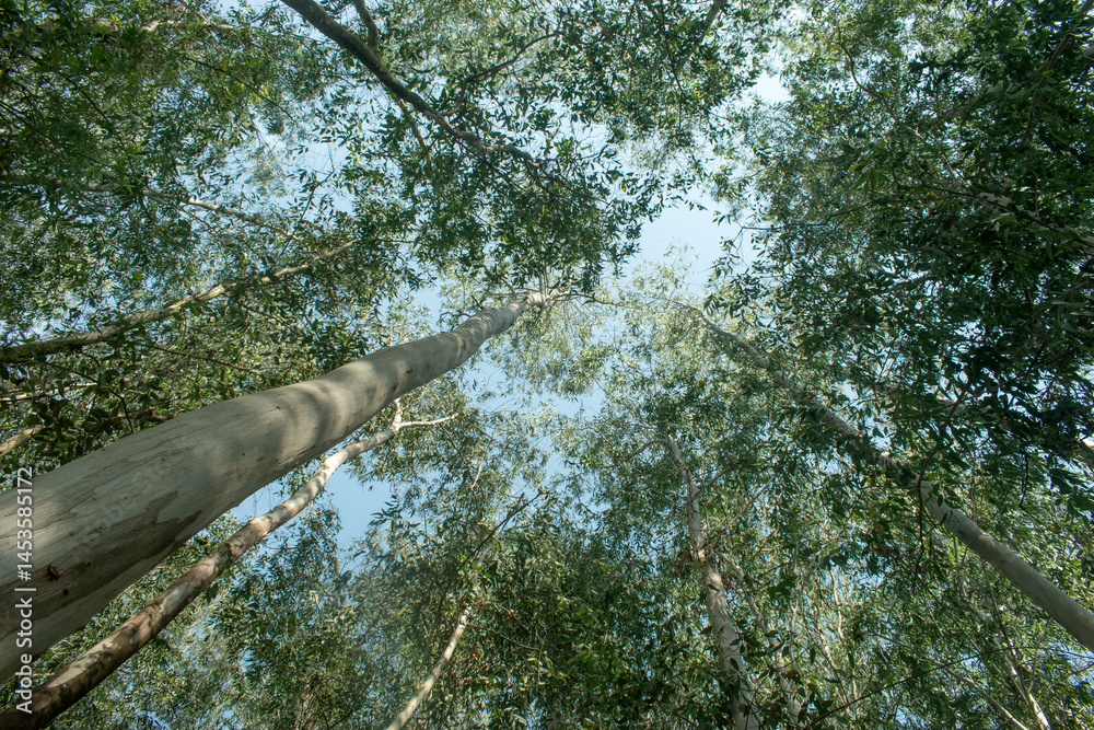 Fototapeta premium A serene view of tall trees reaching towards a clear blue sky in a dense forest.