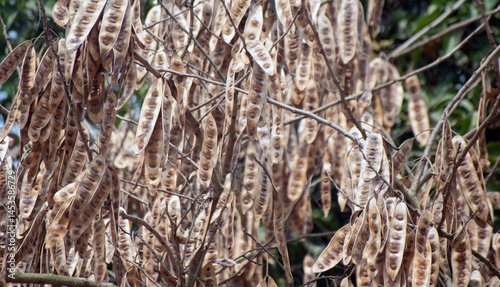 Albizia lebbeck siris tree with natural seed pods hanging from branches in a dense forest environment. photo