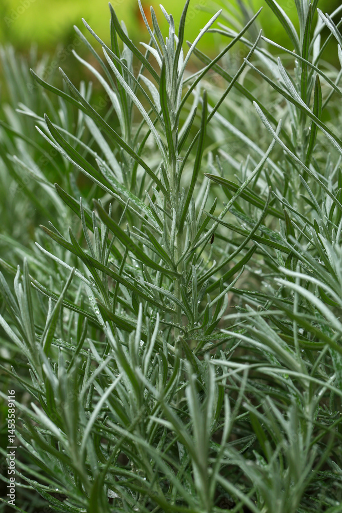 Fototapeta premium White Rosemary are growing in the garden nursery. 