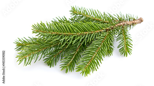 A green fir tree branch, a pine twig, and a spruce needle suggest winter holiday decorations in a coniferous forest