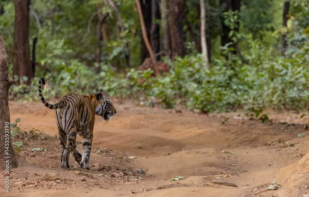 Fototapeta premium Female tigress (Panthera tigris) walking on jungle road with natural green background of bandhavgarh forest.