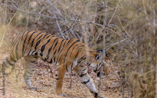 Female tigress (Panthera tigris) walking on jungle road with natural green background of bandhavgarh forest.