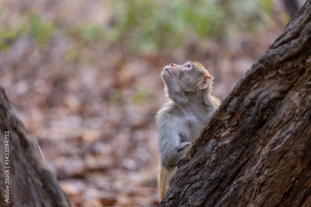 Rhesus macaque (Macaca mulatta) or Indian Monkey in forest. Rhesus macaque (Macaca mulatta) or Indian Monkey in forest.