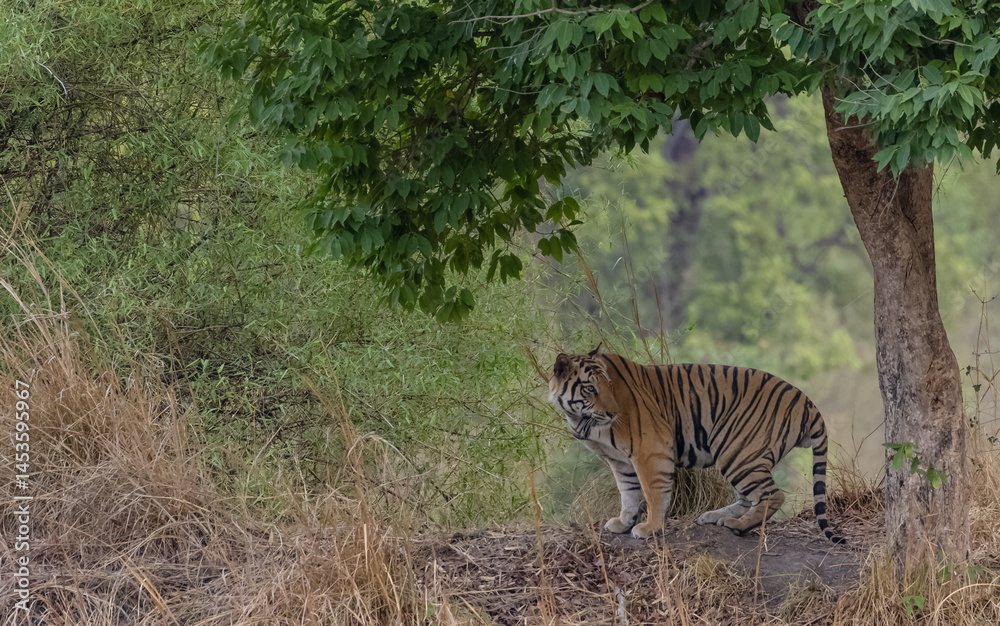 Fototapeta premium Male tiger (Panthera tigris) walking on jungle road with natural green background of Bandhavgarh forest.