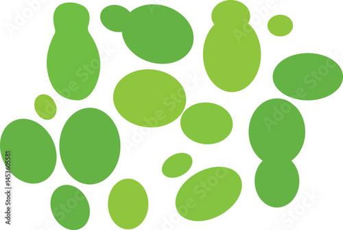watermeal  or Wolffia globosa plant water illustration